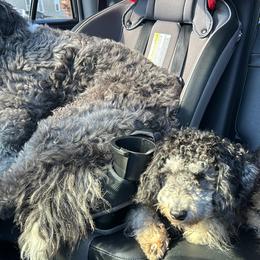 Pookie - Aussiedoodle