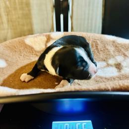 Ace - Black tri male Miniature Australian Shepherd puppy in Wauchula, Florida from Sun & Moon Aussies