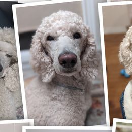 Poodles from Melia Poodles