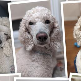 Poodles from Melia Poodles