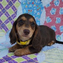 Choc and tan girl pink collar - Chocolate and tan female Dachshund puppy in Lexington, Oklahoma from Long Doggy Acres Miniature Dachshunds