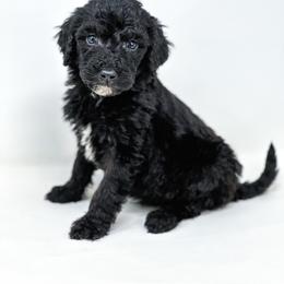 Diesel - Black male Labradoodle puppy in Davison, Michigan from Dreaming Doodles