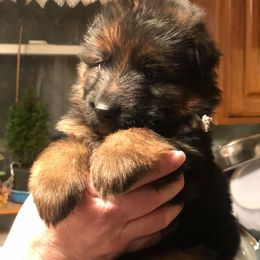 German Shepherd Puppies from Vom Kiramar German Shepherds