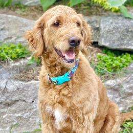 Shiloh - Goldendoodle