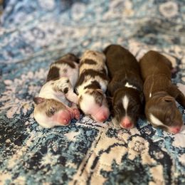 Red tri 1 - Red tri male Miniature Australian Shepherd puppy in Dayton, Washington from Rafter 22 Aussies