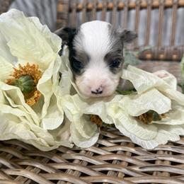 Cassie - Blue merle female Toy Australian Shepherd puppy in Puryear, Tennessee from A&W Toy Aussies
