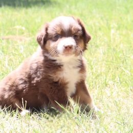 Toy Australian Shepherd Puppies from Mobley Ranch Toy Aussies