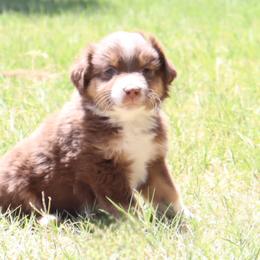 Toy Australian Shepherd Puppies from Mobley Ranch Toy Aussies