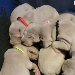 Selah - Weimaraner