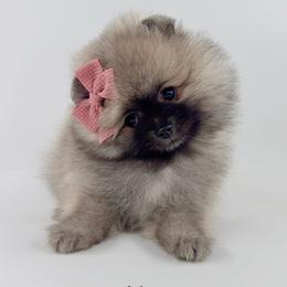 Thalia - Wolf sable female Pomeranian puppy in California from Petite Poms Of CA