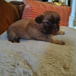 Suzy - Liver female Shih Tzu puppy in Grand Prairie, Texas from R&R Shih-Tzus & Stud Services