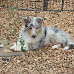 Collies from Caublestone Collies