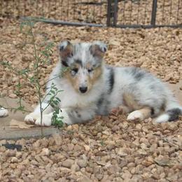 Collies from Caublestone Collies