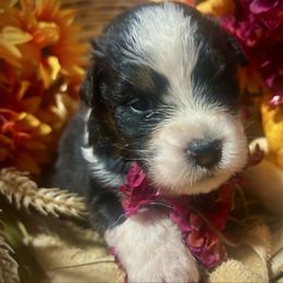 Girl 3 - Black tri-color female Australian Shepherd puppy in Newtown, Connecticut from Stepping Stone Kennel