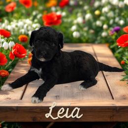 Princess Leia - Black female Goldendoodle puppy in Shelby Township, Michigan from Shelby Doodles MI LLC