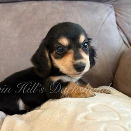 Hank - Black and cream male Dachshund puppy in Jonesboro, Illinois from Twin Hills Dachshunds