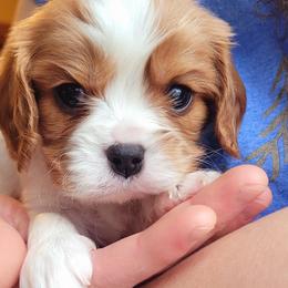 Boy 3 - Blenheim male Cavalier King Charles Spaniel puppy in Castorland, New York from Faithful Friends Cavaliers