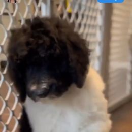 Goldendoodle and Poodle Puppies from Elizabeth Rocha's Doodles