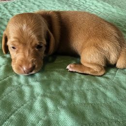 Ginger - Red female Dachshund puppy in Lebanon, Oregon from Willow Moons Dachshunds