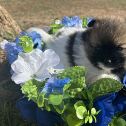 Pomeranian Puppies from Royal Paws Of Colorado
