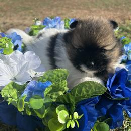 Pomeranian Puppies from Royal Paws Of Colorado
