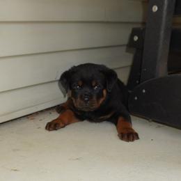 Boy 1 - Black and mahogany male Rottweiler puppy in Sugarcreek, Ohio from Vom Haus Joder Rottweilers