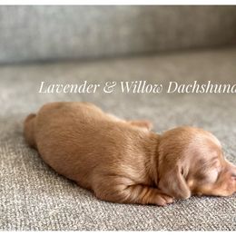 Dachshund Puppies from Lavender and Willow Dachshunds