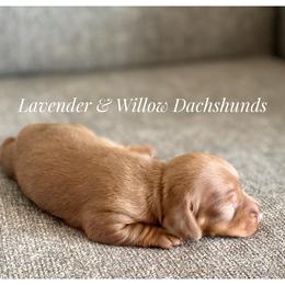 Dachshund Puppies from Lavender and Willow Dachshunds