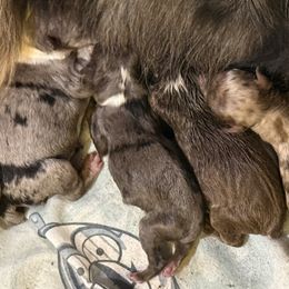 Van Gogh - Blue merle male Miniature Australian Shepherd puppy in Dallas, Waco, And Tyler, Texas from Beulah Aussie Farms Texas