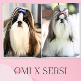 Shih Tzu puppies from Oh My Shih Tzu