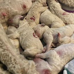 Poodle Puppies from Scotch Corner Standard Poodles