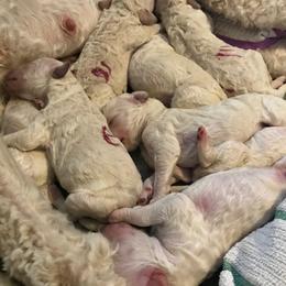 Poodle Puppies from Scotch Corner Standard Poodles