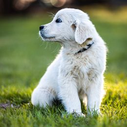 Golden Retriever Puppies from Coconut Cream Goldens
