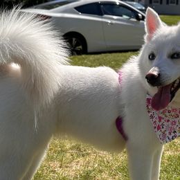 Chihuahuas from Roark Pack Chihuahua's & Pomsky's