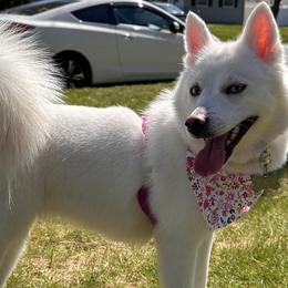 Chihuahuas from Roark Pack Chihuahua's & Pomsky's
