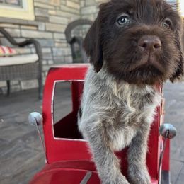 Hamilton - Brown and gray Wirehaired Pointing Griffon puppy in Douglas, Wyoming from Complete Game Griffs