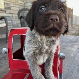 Hamilton - Brown and gray Wirehaired Pointing Griffon puppy in Douglas, Wyoming from Complete Game Griffs