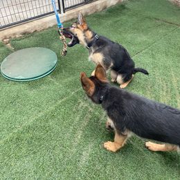 German Shepherd Puppies from North Shore Shepherds