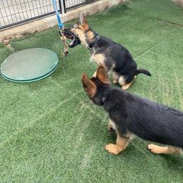 German Shepherd Puppies from North Shore Shepherds