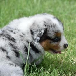 BMM 3 - Blue merle male Miniature Australian Shepherd puppy in Joshua, Texas from Double M Toy and Mini Aussies