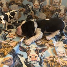 Birdie - Black white and tan female English Springer Spaniel puppy in Braidwood, Illinois from A & R Springers