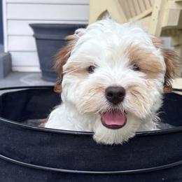Havanese from Cajun Coast Havanese