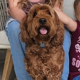 Maezie - Goldendoodle