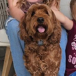 Maezie - Goldendoodle