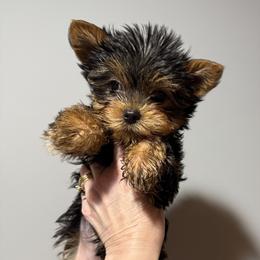 Champion sired Chip - Black and gold male Yorkshire Terrier puppy in Forest Hill, Maryland from Chikito's Yorkies