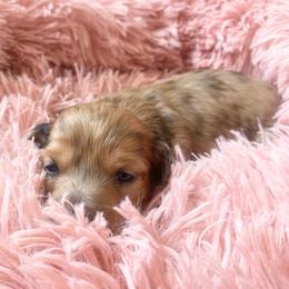 Guinness - Dapple male Dachshund puppy in Trenton, Florida from Tweenie Weenie Dachshunds