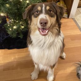 Australian Shepherds from MeadowView Australian Shepherds