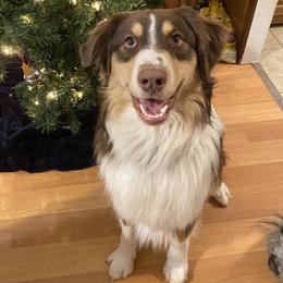 Australian Shepherds from MeadowView Australian Shepherds