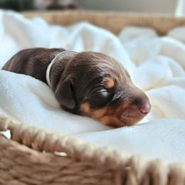 Red and rust female grey - Red and rust female Doberman Pinscher puppy in Hamilton, Ohio from Little Dragon Dobermans