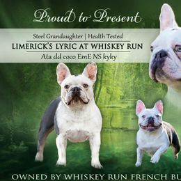 Lyric - French Bulldog